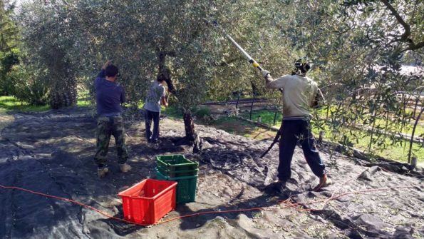 Orto di Roma raccolta olive 2017