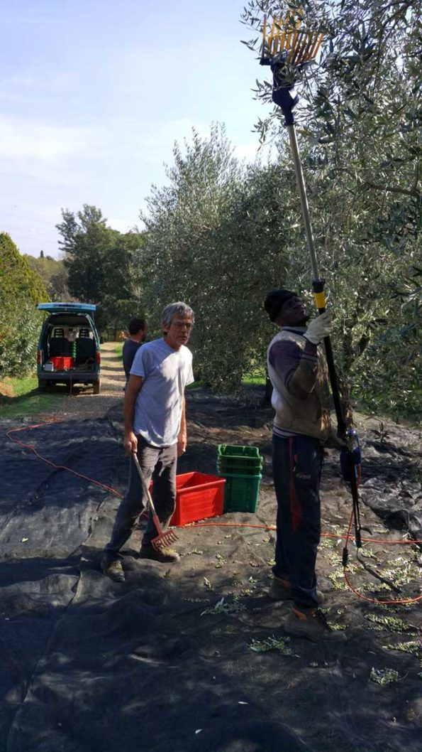 Orto di Roma raccolta olive 2017